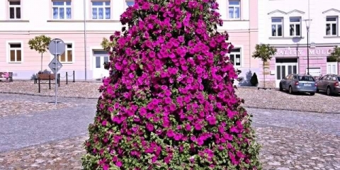 Kako napraviti vertikalnu gredicu petunije